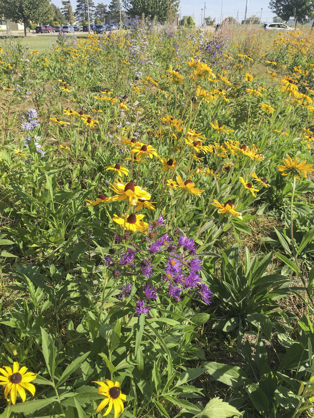 Bees keep IFB’s prairie plants buzzing